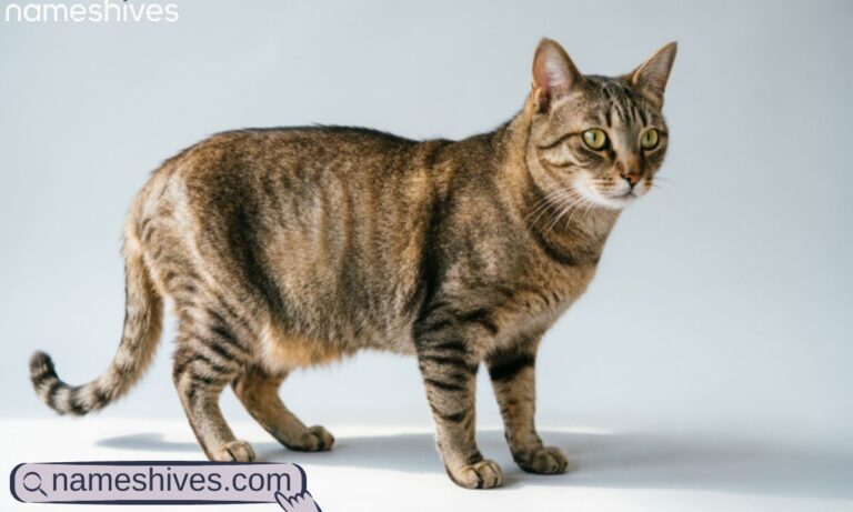 scientific Name is Felis