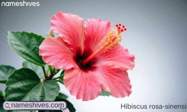 Hibiscus Scientific Name
